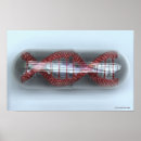 Search for capsules posters Medicine