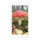 Search for fly agaric Forest