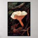 Search for toadstool photography Fungi