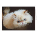 Search for humane photography Cat