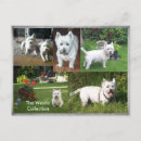 Search for small dog breed postcards Terrier