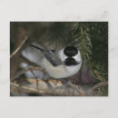 Search for chickadee postcards Pine