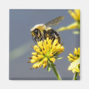 Search for bumble bee magnets Insect