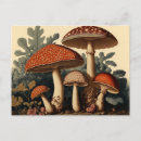Search for wild mushrooms postcards Red