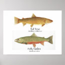 Search for trout posters Salmon