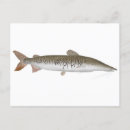 Search for catfish postcards River