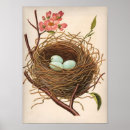 Search for bird egg posters French