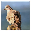 Search for collar art Bird