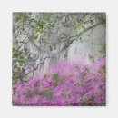 Search for azalea magnets Tree