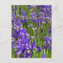 Search for purple iris vertical postcards Irises