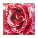 Search for red stripes photography Roses