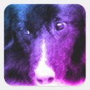 Search for border collie stickers animal
