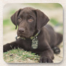 Search for one animal barware Usa