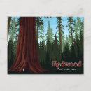 Search for giant tree postcards Redwood