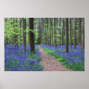 Search for grape hyacinth posters Landscape