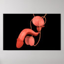 Search for human reproduction posters Genitourinary system