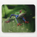 Search for frog mouse mats Insect