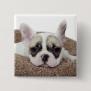 Search for puppy square badges Photography