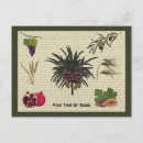 Search for species postcards Pomegranate