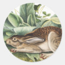 Search for cute rabbit drawing stickers Wildlife