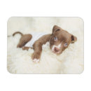 Search for pit magnets Cute