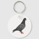Search for pigeon key rings Nature
