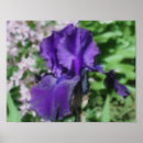 Search for purple iris art posters Floral