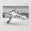 Search for white pine postcards Winter