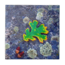 Search for oak leaf tiles Superstock