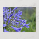 Search for back yard postcards Flower