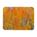 Search for grove magnets Darrell gulin