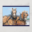 Search for percheron cards invites Driving