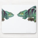 Search for chameleon electronics Animals