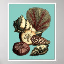 Search for shell posters Star fish