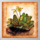 Search for primrose flowers posters Vintage