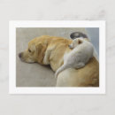 Search for mixed breed Labrador