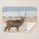 Search for stag blankets Wildlife