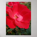 Search for primrose posters Nature