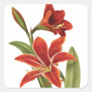 Search for amaryllis stickers Flower