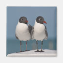 Search for seabird magnets Birds