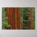 Search for huge posters Forest