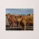 Search for highland cattle puzzles Hairy
