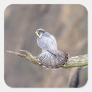 Search for falcone stickers Raptor