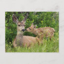 Search for mule deer postcards Superstock