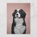 Search for bernese mountain dog cards Colourful