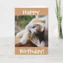 Search for calico cat birthday cards Cats