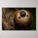 Search for sloth hang in there posters Wildlife