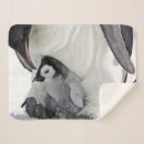 Search for emperor blankets Animals in the wild