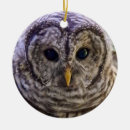 Search for barred owl christmas tree decorations Nature