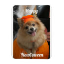 Search for pumpkin magnets Cute